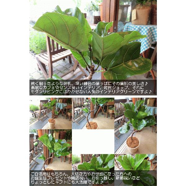 カシワバゴムの木 バンビーノ 曲がり仕立て 6号鉢サイズ 鉢植え 