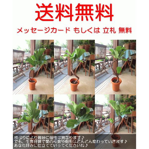 カシワバゴムの木 バンビーノ 曲がり仕立て 6号鉢サイズ 鉢植え