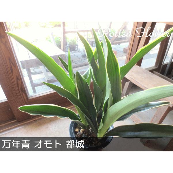 万年青オモトおもと都城5.5号鉢サイズ鉢植え観葉植物ミニプレゼント