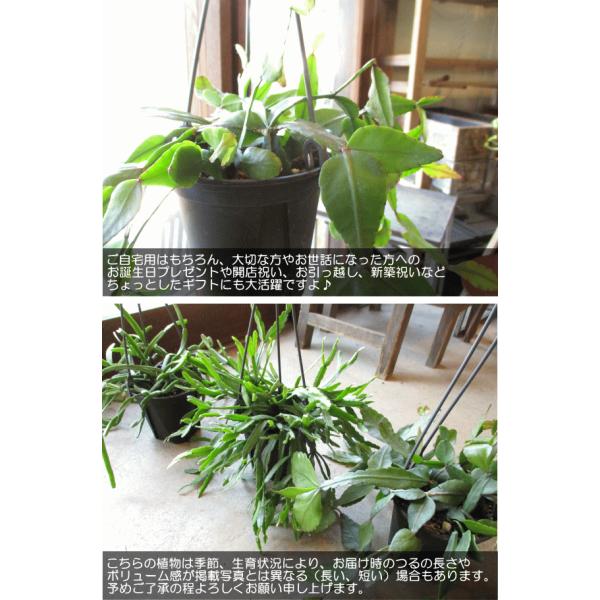 リプサリス エリプティカ 4号 吊り鉢 鉢植え サボテン 吊り下げ ぶら下げ ハンギングポット 薫る花 観葉植物 おしゃれ インテリアグリーン  誕生日プレゼント /【Buyee】