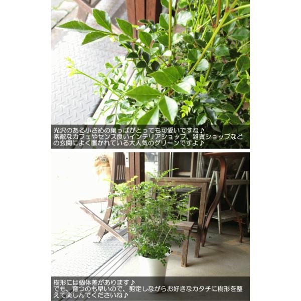 シマトネリコ 6号鉢サイズ 鉢植え 薫る花 庭木 シンボルツリー