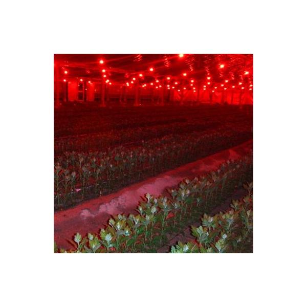 水耕栽培 電照菊開花調整 赤色LED電球6.3W 660nm E26口金 /【Buyee】