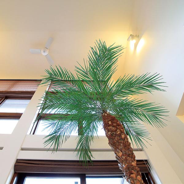 フェニックス 大型 観葉植物 人気 おしゃれ インテリアグリーン