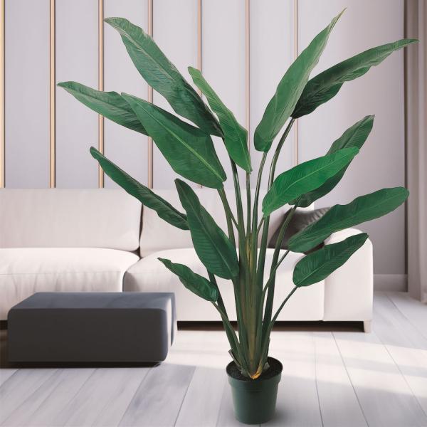 ストレリチアオーガスタ　観葉植物 超大型 オーガスタ 大きな観葉植物 ストレチア 極楽鳥花 観葉植物 : パリ