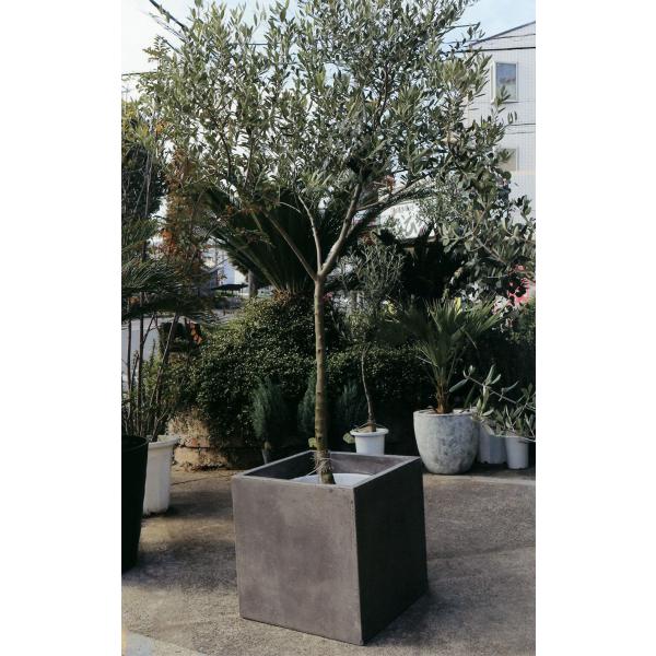 コンランショップ　植木鉢　観葉植物 GREENSTORE | The Conran Shop（ザ・コンランショップ）