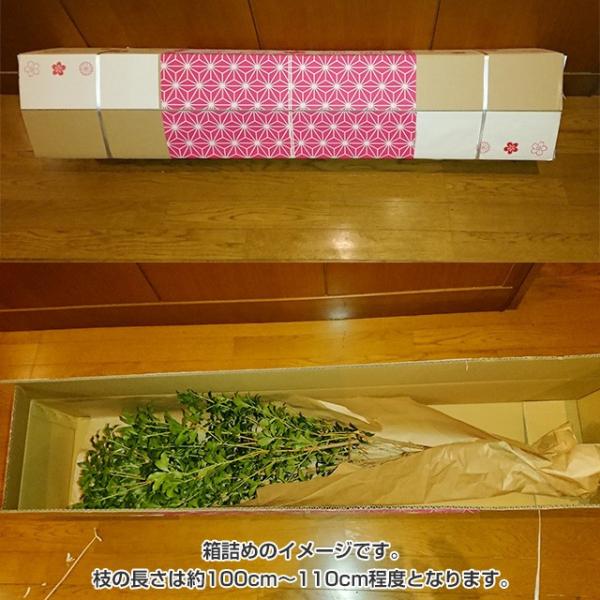 楽天市場】椿モデル 新 荷揚げ用 フックTH-002【スチール鍛造