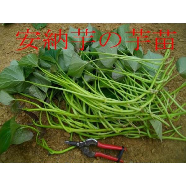千葉県産 さつまいも 苗 安納芋 1000本 すぐに発送可 安納芋 苗 10本 丈夫な苗 さつまいも苗 サツマイモ