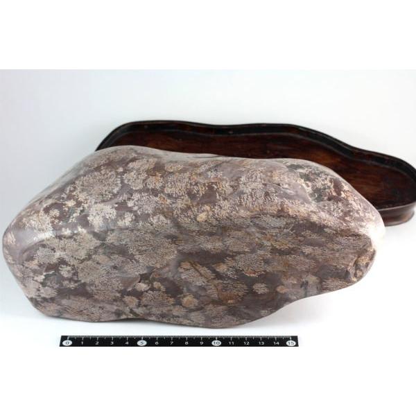 岐阜県奥飛騨産 白山菊紋石 置石 4.6kg /【Buyee】 Buyee - Japanese