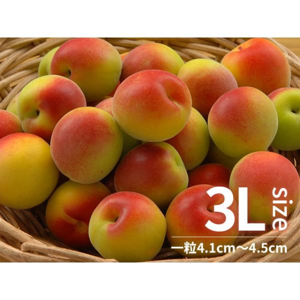 紅南高梅 3Lサイズ 1kg 和歌山県産 梅酒用 梅シロップ用 /【Buyee】