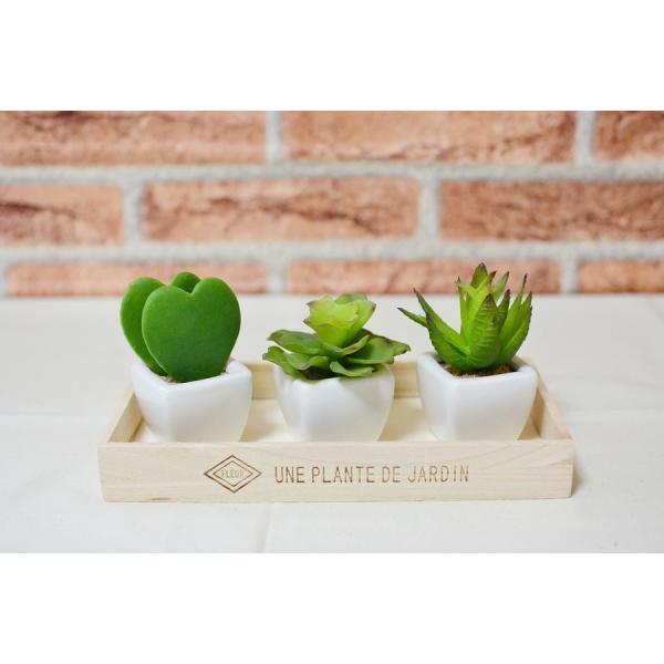 多肉植物 可愛い♡小苗セット③ Succulent] Introducing a potted planting set! You can make a