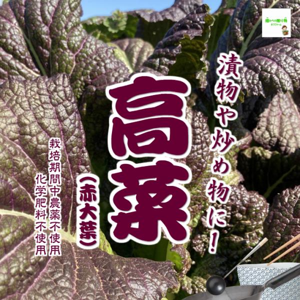 楽天市場】キャベツ 2玉 有機栽培 冷蔵便 鹿児島県産 1玉700g