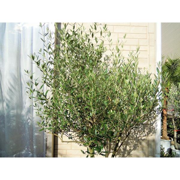 オリーブ 鉢植え 10号（560）2品種植え ネバディロブランコ