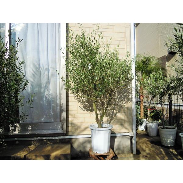 ［現品］30番　創樹　オリーブ　ネバディロブランコ　6号　オリーブの木　おしゃれ imgrc0098045389.jpg