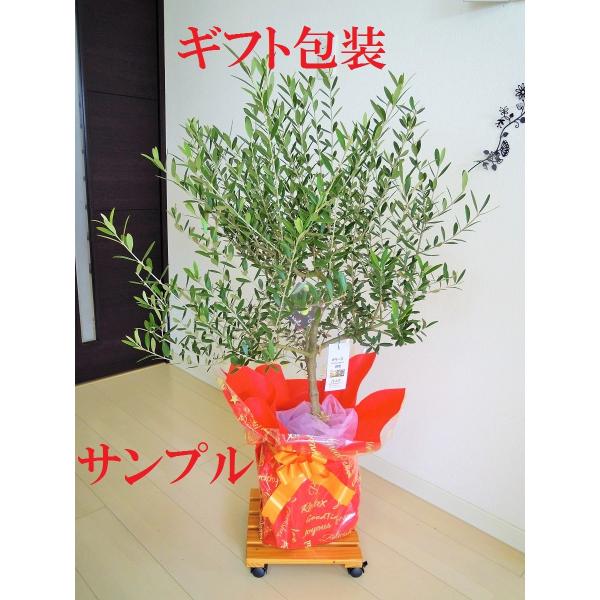 オリーブ 鉢植え 10号（560）2品種植え ネバディロブランコ