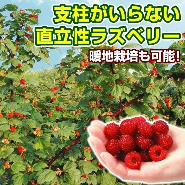 【25年苗】ラズベリー　苗　キャンビー　キャンバイ　Canby 25年苗】ラズベリー 苗 キャンビー キャンバイ Canby
