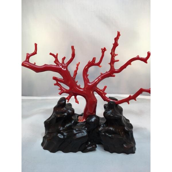 血赤珊瑚原木「室戸産」262g - 底砂・底材