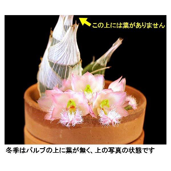 シナモンの香り！（クロウェシア レベッカ ノーゼン'ミッカビ'）Cl