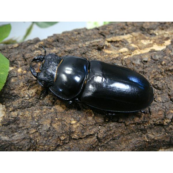 アンタエウスオオクワガタ（マレーアンタエウス）成虫ペア