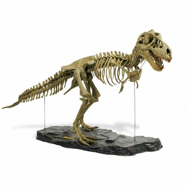 T-REX骨格組立キット（大）ティラノサウルスレックス /【Buyee】