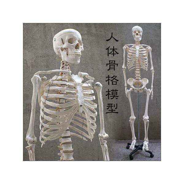 保証人体模型約cm 人体骨格模型全身骨格模型人体骨格模型
