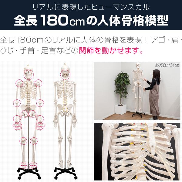 1年保証人体模型骨格模型骨等身大身長約166cm 展示スタンド付き骨格 