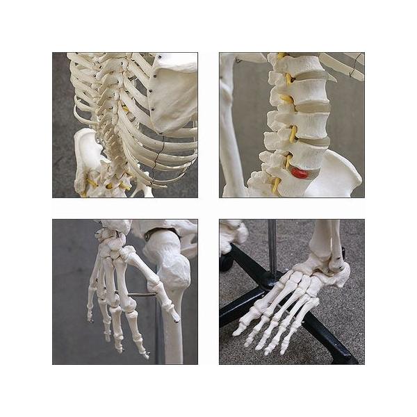 人体骨格模型166cm