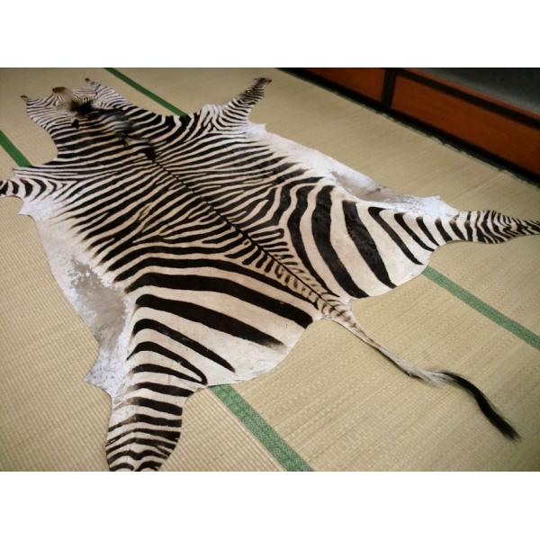 ゼブラ 敷物 約330×225cm シマウマ 頭♯ 剥製 革 アニマル ラグ