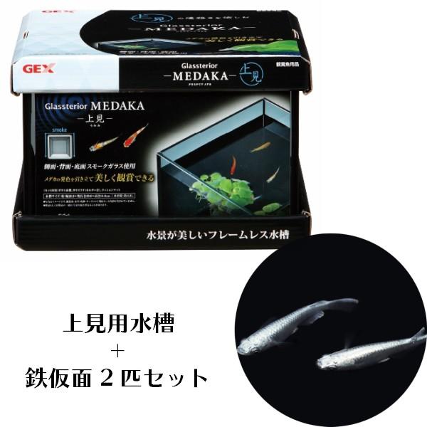 水槽セット GEX グラステリア メダカ 上見 + 青みゆき(幹之)めだか 鉄