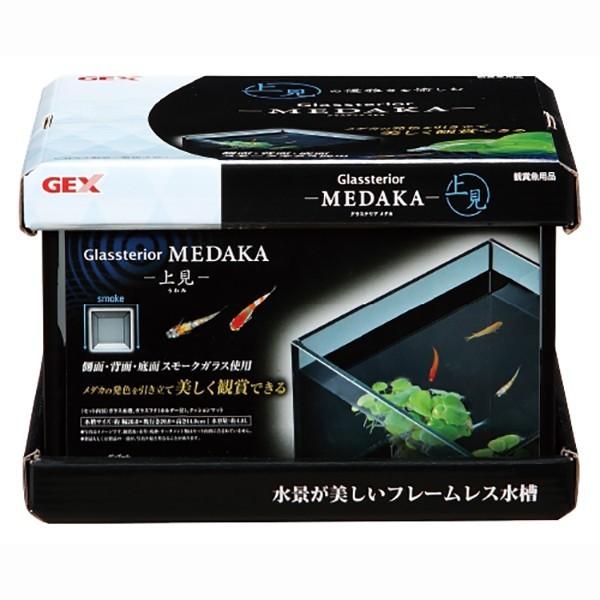 水槽セット GEX グラステリア メダカ 上見 + 青みゆき(幹之)めだか 鉄