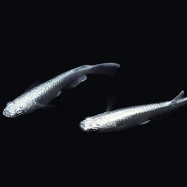 水槽セット GEX グラステリア メダカ 上見 + 青みゆき(幹之)めだか 鉄