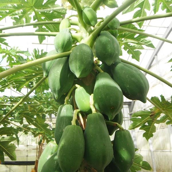 沖縄産 青パパイヤ 約2kg（2〜4玉） /沖縄野菜（送料無料） /【Buyee