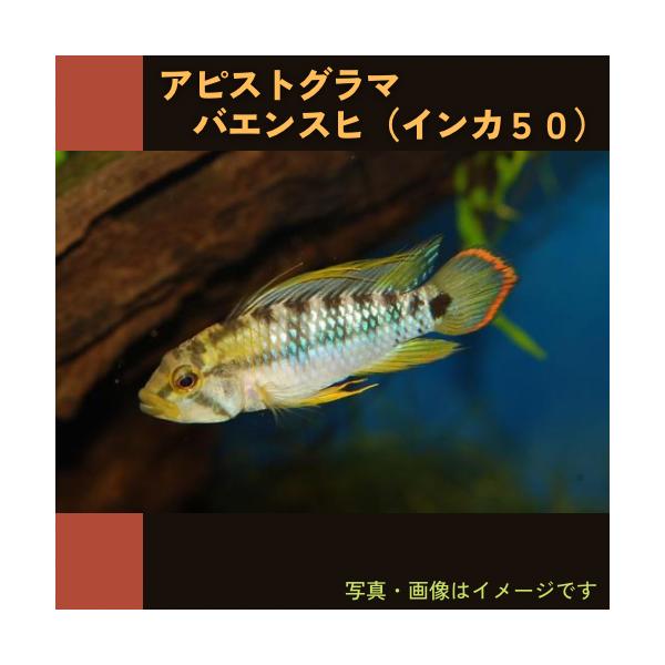 アピストグラマ・バエンスヒ（インカ５０）欧州ブリード 3.5cm± 1ペア /【Buyee】