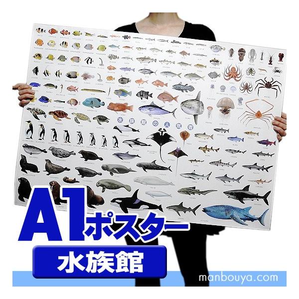 水族館グッズ アートポスター インテリア 特大 A1サイズ 図鑑タイプ