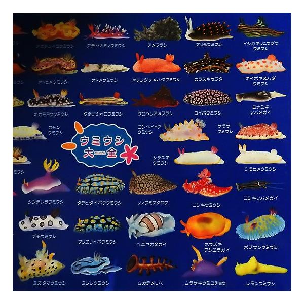 うみうし出品 Amazon.co.jp: ザ・アクセス 下敷き ウミウシ 大全 水族館 A4