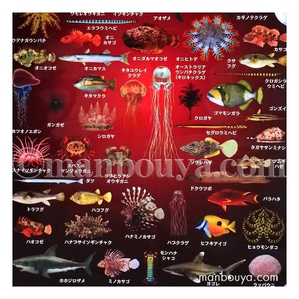 A4 クリアファイル 海洋生物 魚 図鑑 大全シリーズ ザ・アクセス 海の