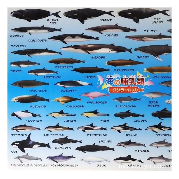 インショップ 図鑑 日本の海 ガラパゴス クジラ・イルカ 帯付き セット 