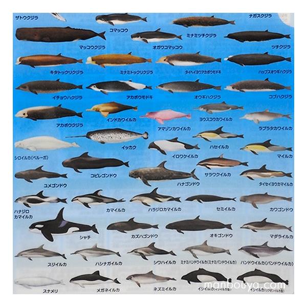 A4 クリアファイル クジラ イルカ 図鑑 文房具 ザ・アクセス 海 A4 クリアファイル クジラ イルカ 図鑑 文房具 ザ・アクセス 海
