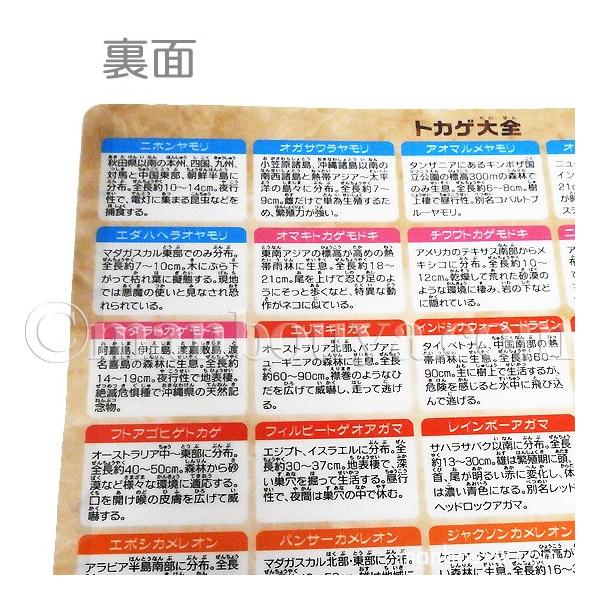A4 クリアファイル トカゲ 爬虫類 図鑑 文房具 ザ・アクセス トカゲ 