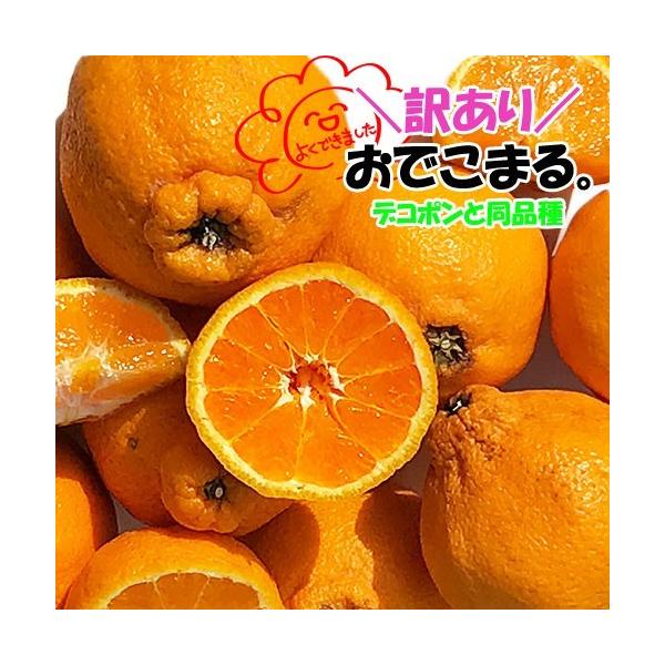 デコポンページ 訳あり 不知火柑 約10キロ前後 デコポンと同品種 ご家庭用 /【Buyee