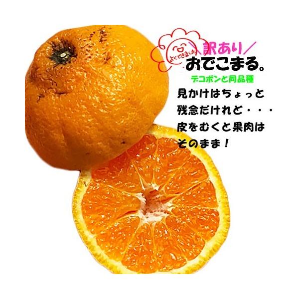 訳あり 不知火柑 約10キロ前後 デコポンと同品種 ご家庭用 /【Buyee