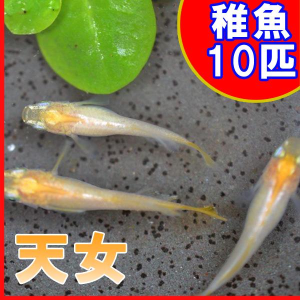 メダカ）天女めだか 稚魚 SS-Sサイズ 10匹セット /【Buyee】 Buyee 