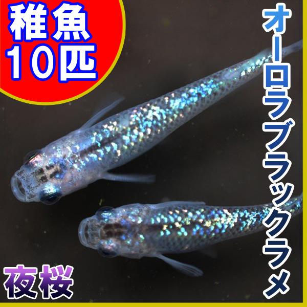 メダカ）オーロラブラックラメめだか 虹色ラメ 未選別 稚魚 SS-Sサイズ 10匹セット / 夜桜 /【Buyee】