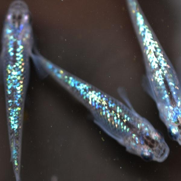 メダカ）オーロラブラックラメめだか 虹色ラメ 未選別 稚魚 SS-Sサイズ