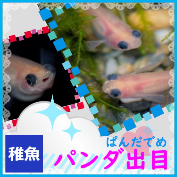 メダカ パンダ出目めだか 稚魚10匹 パンダメダカ /【Buyee】