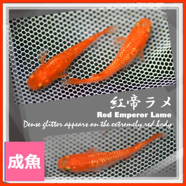 各100匹:紅帝楊貴妃.幹之スーパー