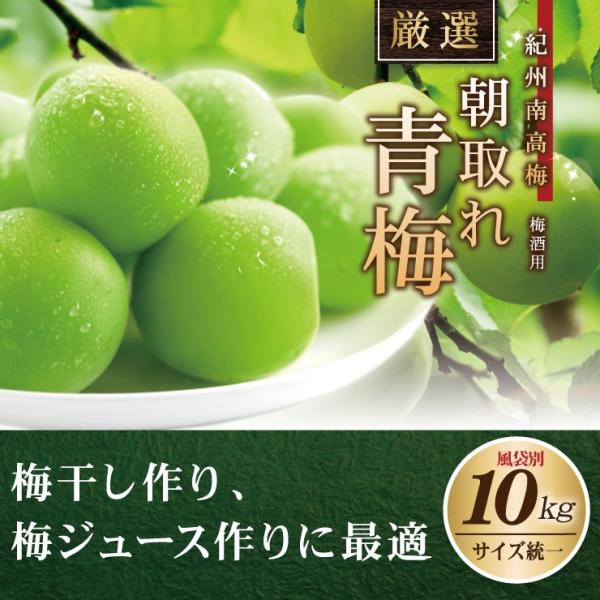 紀州南高梅厳選朝取れ青梅梅生梅梅酒用10.0kg 10キロ加工用送料無料