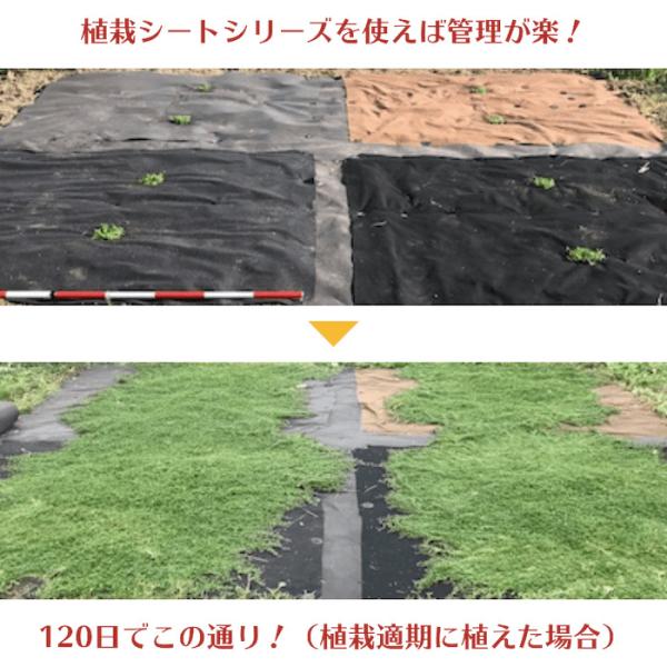 25平米分セット 二層構造防草シート クラピア 植栽用 （25m2） 1m幅 25m巻 + J字型ピン （150本） 二重構造の高耐久性10年  /【Buyee】 Buyee - Japanese Proxy Service | Buy from Japan!