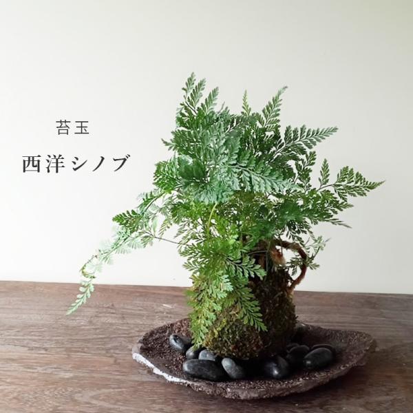 苔玉 盆栽 太い根茎 涼しげな葉 魅力的 シダ植物 シノブ 苔玉 くらま岩器 セット しのぶ しだ こけだま コケダマ こけ玉 /【Buyee】