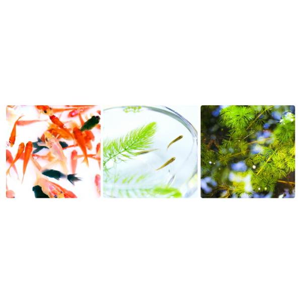 10％OFF】 金魚鉢 ガラス S（1.3リットル） アクアリウム ミニ