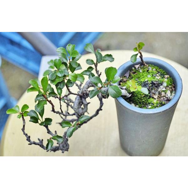 長寿梅 盆栽 半懸崖 ミニ盆栽 超人気 現品 敬老の日 /【Buyee】 Buyee